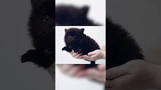 Pomeranian #shortvideo #shorts #short #video #viral #viralvideo #cute #fun #dogs #black dogs