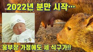 (웅부장) 2022년 송아지 분만 시작! 그런데 아기가..? ep.24