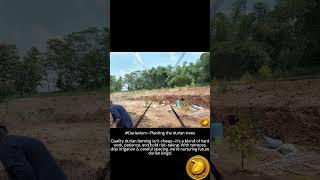 #Durianium—Planting the durian trees