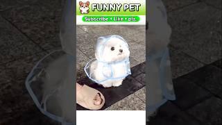 비 오는 날도 산책은 해야지 #pet #animal #funny #laugh #comedy #humor #joy #dog #cat #puppy #smile #cute #viral