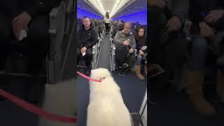 Samoyed Dog Makes Friends on a Plane While Travelling with Owner