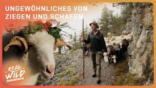 Schafe und Ziegen in den Alpen: Landschaftsgärtner mit Herz | Alpen-Doku | Real Wild Deutschland