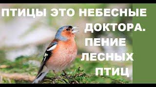 ПЕНИЕ ЛЕСНЫХ ПТИЦ УСПОКАИВАЕТ НЕРВНУЮ СИСТЕМУ,НОРМАЛИЗУЕТСЯ СОН .ПТИЦЫ ЭТО НЕБЕСНЫЕ ЦЕЛИТЕЛИ.