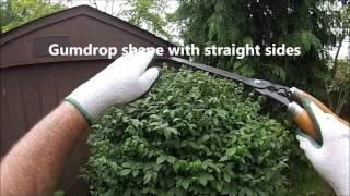 HOW TO: Prepare and Trim shrubs with hand shears