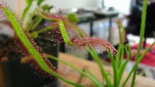 Carnivorous Plant Time Lapse: Cape Sundew (Drosera Capensis) "eating" a Fruit Fly