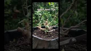 BONSAI ANTING PUTRI |SIKAT GIGI DOLUE |INSPIRASI BONSAI