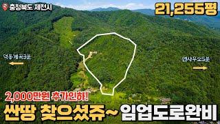 [No_007]21255평 가격인하된 넓은임야급매 ▶️임업도로 완비된 덕동계곡옆 위치좋은 토지매매◀️ 길건너 맑은계곡 싼땅 땅매매 충청도땅 급매물 복덕방제천시