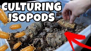 Easy DIY Bin Isopod Cultures (Dwarf Whites and Powder Oranges)