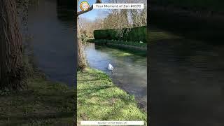 ScienceMan Moment of Zen 0570 #peaceful #cotswolds #uk #river #stream #water #nature #asmr