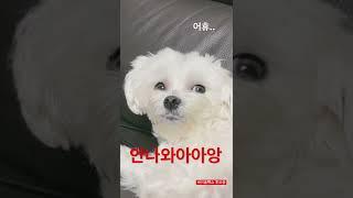 끔찍한 싸이흠뻑쇼 후유증 #싸이흠뻑쇼 #후유증 #말티즈  #maltese #shorts (SOUND ON)