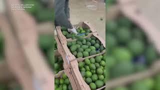 Police Seize Cocaine Concealed in Shipment of Avocados