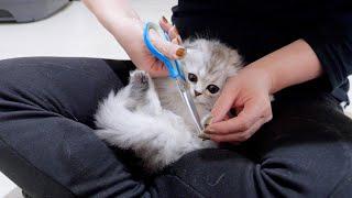 Kitten Mona needed emergency surgery.