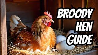 Guide on How to Get a Hen to Go Broody and Understanding the Signs of Broodiness