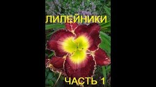 Цветение Лилейника ( Красоднева) видео .Лилейник (Hemerocallis) –  садовый цветок