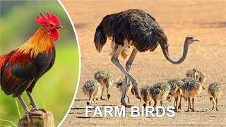 FARM BIRDS (Funny bird video)