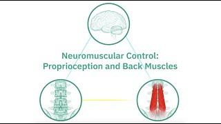 Neuromuscular Control: Proprioception and Back Muscles