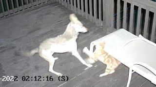 WILD VIDEO: Fearless cat at faces off with coyote: ‘He was a fighter’