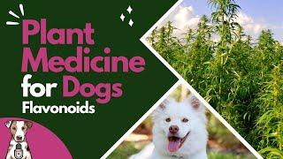 Flavonoids for Dogs with Carter Easler of CBD Dog Health