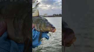 Не зря приехал  #fishing #carp #outdoors
