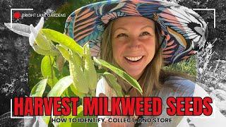  How to Harvest Milkweed Seeds & Tips For Proper Seed Storage  | Asclepias syriaca seeds