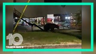 Bear strolls through downtown Haines City