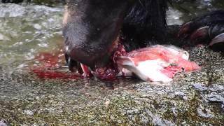 Anan Creek Black Bear Eating a Salmon