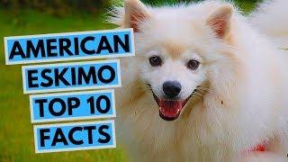 American Eskimo Dog - TOP 10 Interesting Facts