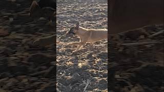 Franks first dove