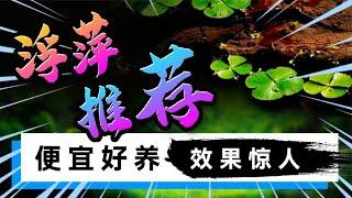 容易饲养水草推荐，浮萍常见种类以及 “七大功效” 讲解，低成本养出健康的鱼