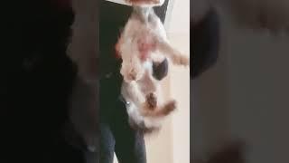 блин бедный жоржик