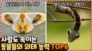 너무 정교해서 사람도 속인다는 동물들의 의태 능력 TOP6