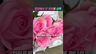 선물받은 장미꽃 이제 잘라버리세요 #장미삽목 #장미꽃키우기 #텃밭 #정원꾸미기 #가드닝