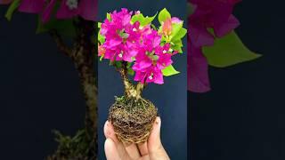 Make Bougainvillea Bonsai From Cutting #shorts #short #shortvideo #shortsvideo #gardening #Grafting