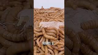 10 000 Mealworms vs. GINGER