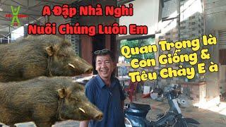 Mô hình làm giàu thật sự từ nuôi heo rừng,Kinh nghiệm nuôi lợn rừng | Khởi Nghiệp TV