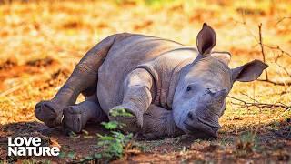 Kenyan Ranger Bonds With Newly Orphaned Rhino | Ol Pejeta Diaries 109+110