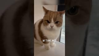 Котики истерят как дети ️ #истории #история #новости #новость #shorts