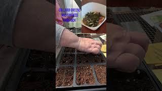 The BEST money can buy??? Ferry-Morse Collard Greens seed review #shorts