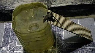 plastic bottle Easy Mouse Trap | DIY Mouse Trap | Rat Trap Homemade | HOW to MAKE MOUSE TRAP