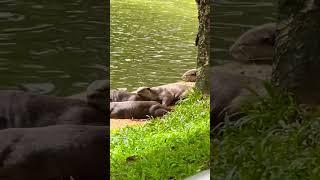 Otters spotted at Robertson Quay #D9INE