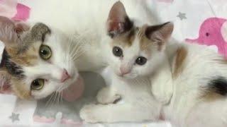 A mother cat who doesn't raise her kittens. The mother cat held her kittens and didn't feed them.