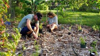 06 Juicing Tangerines & Planting in the Flower Garden