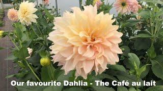 Our favourite Dahlia   Café Au Lait. LESSONS