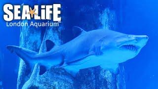 Sea Life London Aquarium Complete Walkthrough Tour (Jan 2022) [4K]