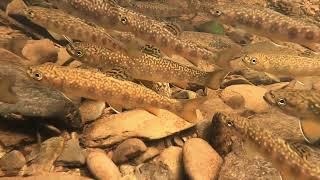 Under Water Footage of NS Brook Trout.