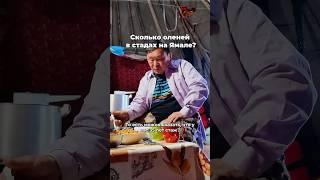 Сколько оленей у оленеводов Ямала?
