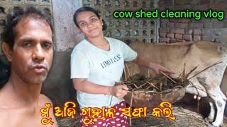 cow shead cleaning vlog/ମୋ ଝିଅ ଗୁହାଳ ସଫା କଲା/आज मुझे cow shed साफ करना पड़ा