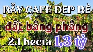 (228) Hạ từ 1,7 tỷ xuống 1,3 tỷ.Mảnh rẫy 2,1hecta Cafe đẹp bán gấp về quê