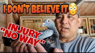 PIGEON RACING UK|7 OUT OF 10 BIRDS FROM LAST RACE|KALAPATI