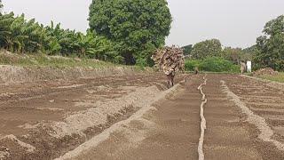 onin seed